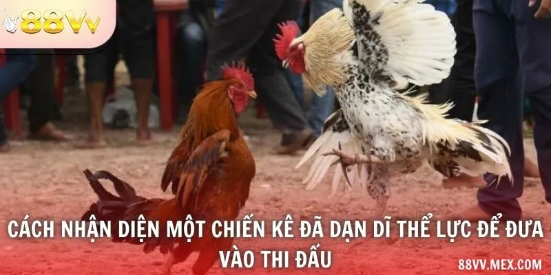 Cách nhận diện một chiến kê đã dạn dĩ thể lực để đưa vào thi đấu