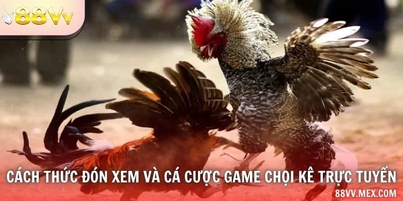Cách thức đón xem và cá cược game chọi kê trực tuyến