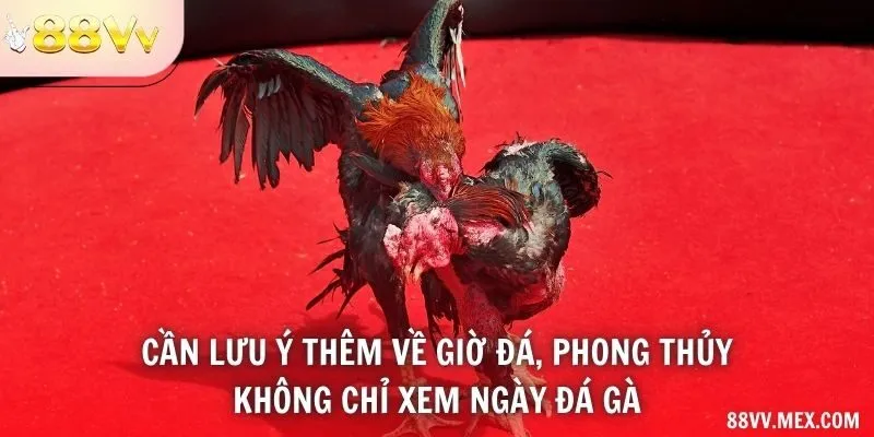 Cần lưu ý thêm về giờ đá, phong thủy, … chứ không chỉ xem ngày đá gà