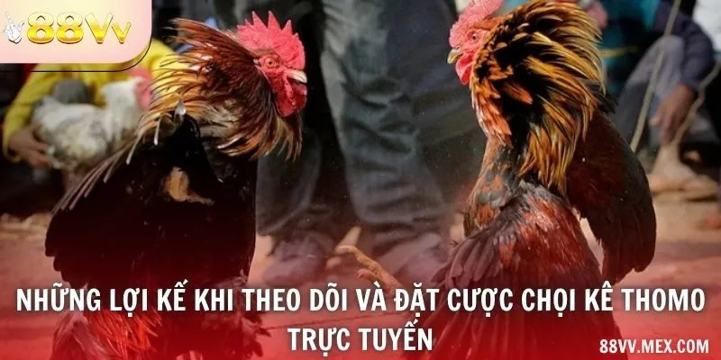 Những lợi kế khi theo dõi và đặt cược chọi kê Thomo trực tuyến
