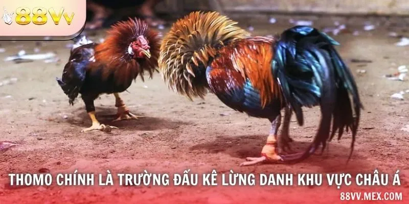 Thomo chính là trường đấu kê lừng danh khu vực châu Á