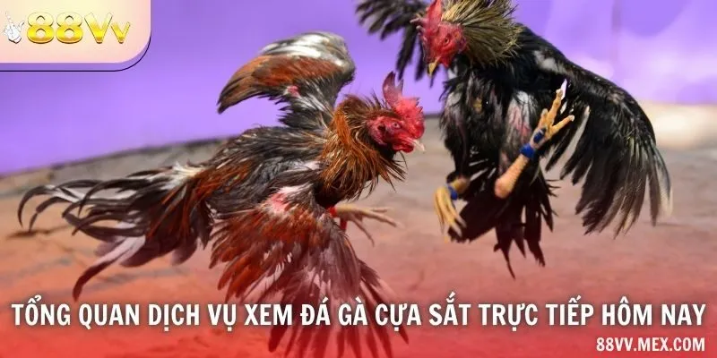 Tổng quan dịch vụ xem đá gà cựa sắt trực tiếp hôm nay
